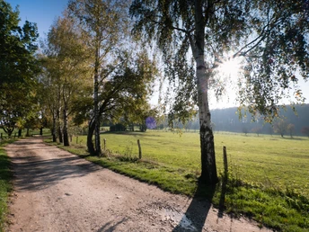 Birken säumen einen staubigen Feldweg im Teutoburger Wald bei Detmold, sonnenbeschienen.
