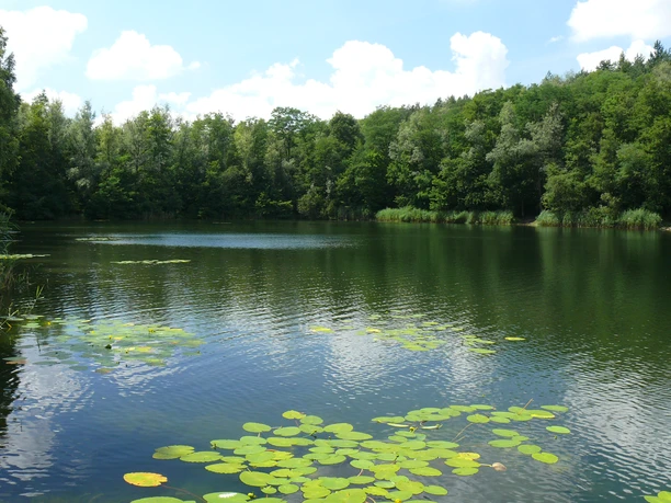 Villeseen_Seerosen© H. Pützler.JPG