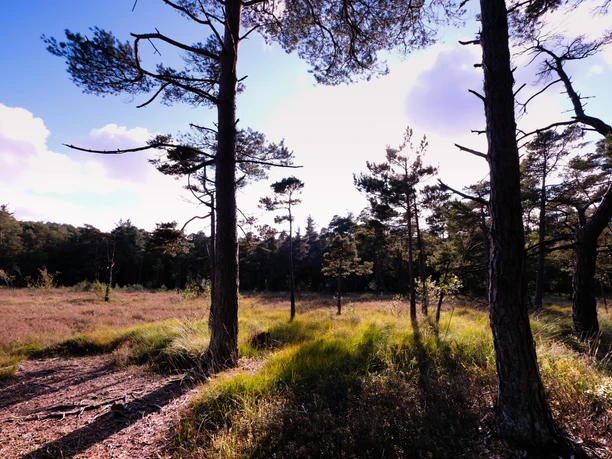 Teutoburger Wald / Detmold / Hangmoor Lichtdurchflutete Waldlichtung im Teutoburger Wald, mit vereinzelten Kiefern und grünem Unterwuchs.