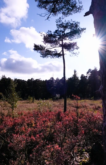 Lichtdurchflutetes Hangmoor im Teutoburger Wald bei Detmold mit blühenden Sträuchern und Kiefern.