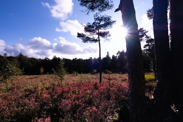 Teutoburger Wald / Detmold / Hangmoor Lichtdurchflutetes Hangmoor im Teutoburger Wald bei Detmold mit blühenden Sträuchern und Kiefern.