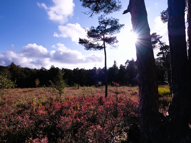 Teutoburger Wald / Detmold / Hangmoor Lichtdurchflutetes Hangmoor im Teutoburger Wald bei Detmold mit blühenden Sträuchern und Kiefern.