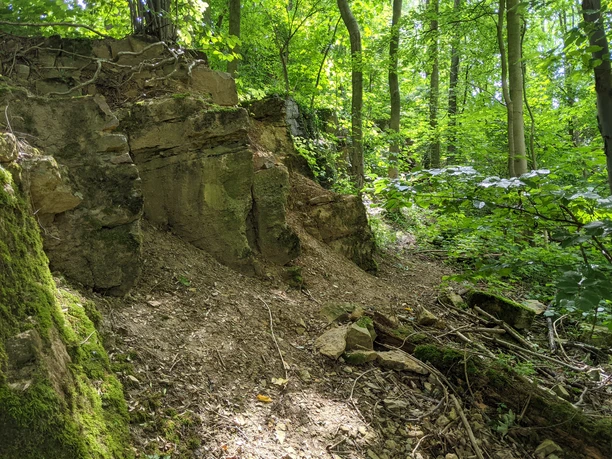 Fossiliengrund©Tourist-Information Lage.jpg Ein Fossilienfundort im Wald mit sichtbaren Felsformationen und umliegender üppiger Vegetation.
