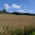 Weite Getreidefelder mit blauem Himmel, weißen Wolken und Wald im Hintergrund, fotografiert in Hörste.