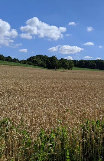Landschaft Lage-Hörste©Tourist-Information Lage.jpg Weite Getreidefelder mit blauem Himmel, weißen Wolken und Wald im Hintergrund, fotografiert in Hörste.