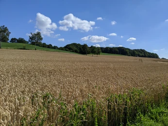 Landschaft Lage-Hörste©Tourist-Information Lage.jpg Weite Getreidefelder mit blauem Himmel, weißen Wolken und Wald im Hintergrund, fotografiert in Hörste.