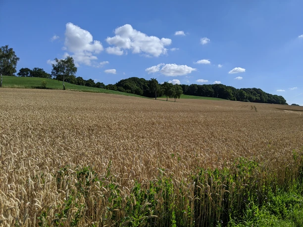 Landschaft Lage-Hörste©Tourist-Information Lage.jpg Weite Getreidefelder mit blauem Himmel, weißen Wolken und Wald im Hintergrund, fotografiert in Hörste.