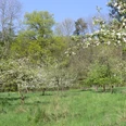 Obstwiese©Margarete Wißmann.jpg Blühende Obstbäume unter blauem Himmel an einem Waldrand, umgeben von frischem grünen Gras.