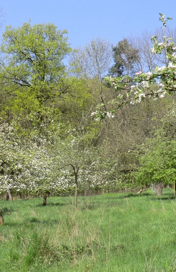 Obstwiese©Margarete Wißmann.jpg Blühende Obstbäume unter blauem Himmel an einem Waldrand, umgeben von frischem grünen Gras.