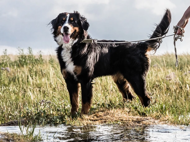 Hund