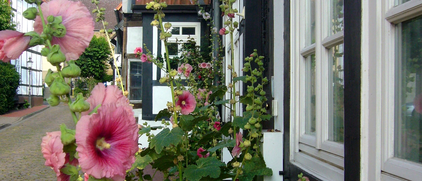 Fachwerkhäuser reihen sich entlang einer gepflasterten Gasse, eingerahmt von blühenden Stockrosen.