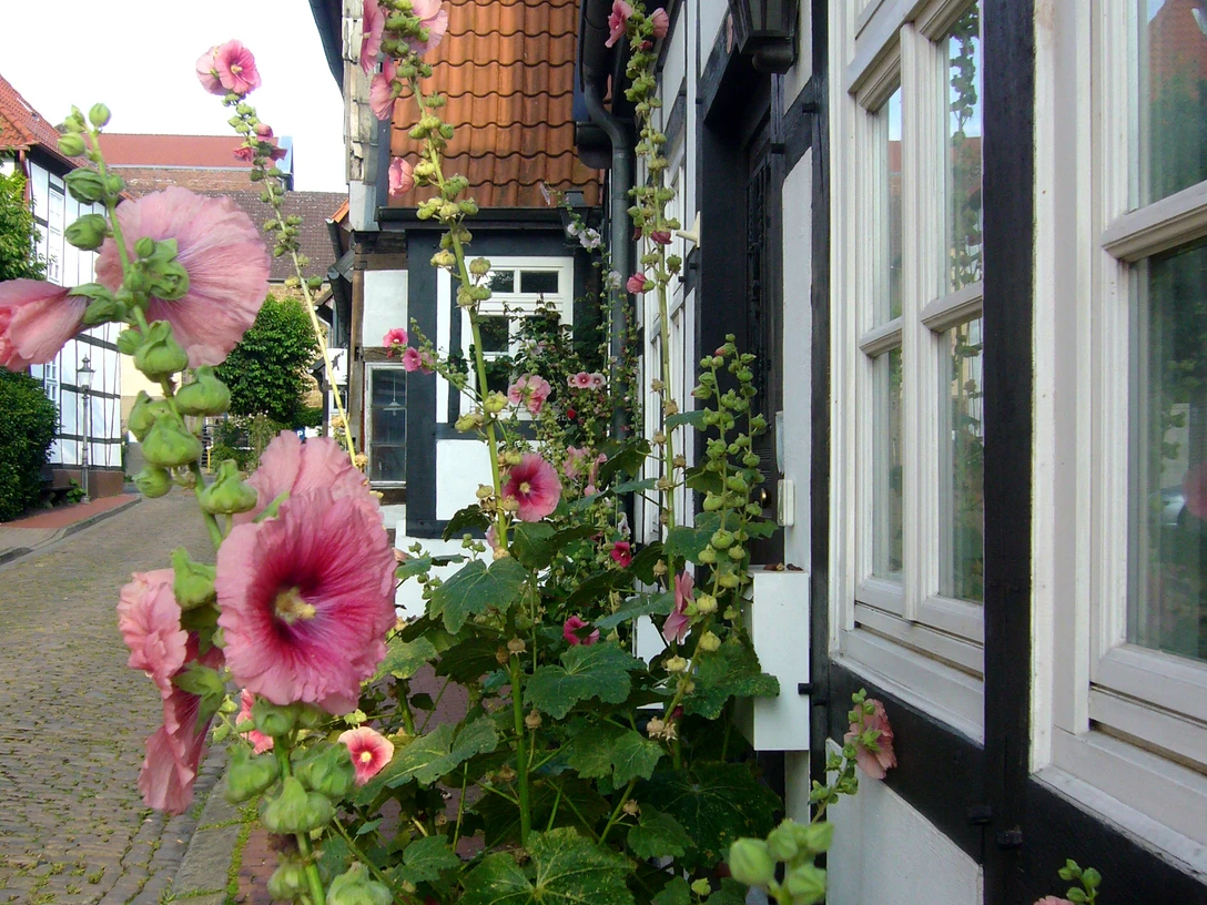 Schnurrviertel.JPG Fachwerkhäuser reihen sich entlang einer gepflasterten Gasse, eingerahmt von blühenden Stockrosen.