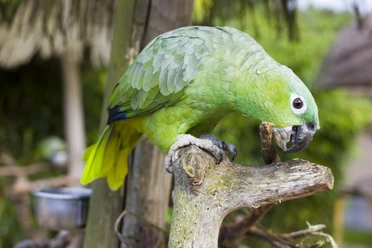 Vogelpark Heiligenkirchen Grüner Papagei sitzt auf einem Ast und knabbert an einem Stück Holz, umgeben von dichtem Laub.