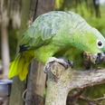 Vogelpark Heiligenkirchen Grüner Papagei sitzt auf einem Ast und knabbert an einem Stück Holz, umgeben von dichtem Laub.