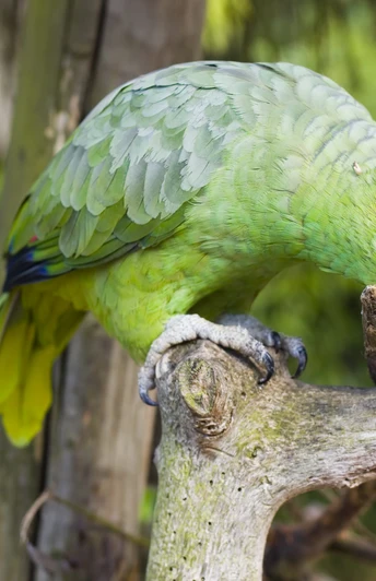 Vogelpark Heiligenkirchen Grüner Papagei sitzt auf einem Ast und knabbert an einem Stück Holz, umgeben von dichtem Laub.