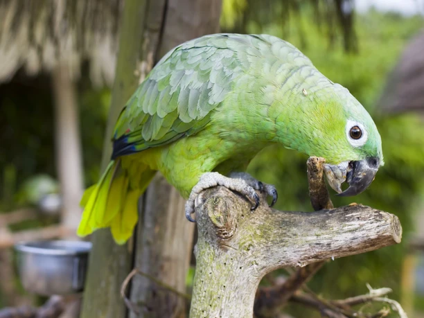 Vogelpark Heiligenkirchen Grüner Papagei sitzt auf einem Ast und knabbert an einem Stück Holz, umgeben von dichtem Laub.