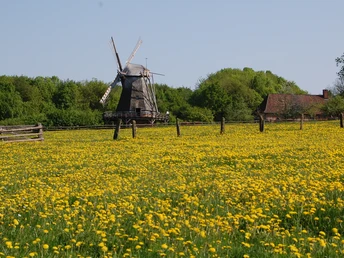 Eine historische Windmühle steht inmitten eines blühenden Löwenzahnfeldes, umgeben von üppigem Grün.