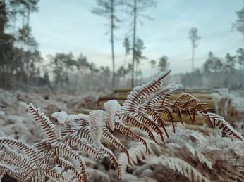 Teutoburger Wald / Detmold / Pivitker Wasserweg Winter Ein frostiger Farnwedel im Vordergrund, dahinter verschneite Bäume des winterlichen Teutoburger Waldes.