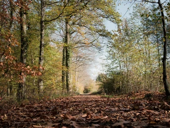Herbstwald in der Voreifel