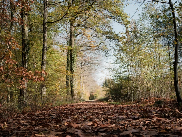 Herbstwald in der Voreifel