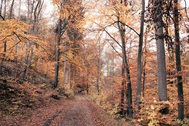Herbstliches Rheinbach