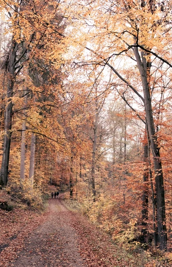 Herbstliches Rheinbach