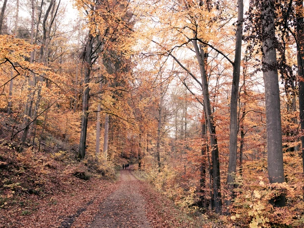Herbstliches Rheinbach