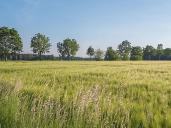 130_Grenzgängerroute_freie Strecke_Max Daerr_2018_teuto.jpg Weite Wiesenlandschaft mit sanft wiegenden Gräsern und vereinzelten Bäumen unter klarem Himmel.