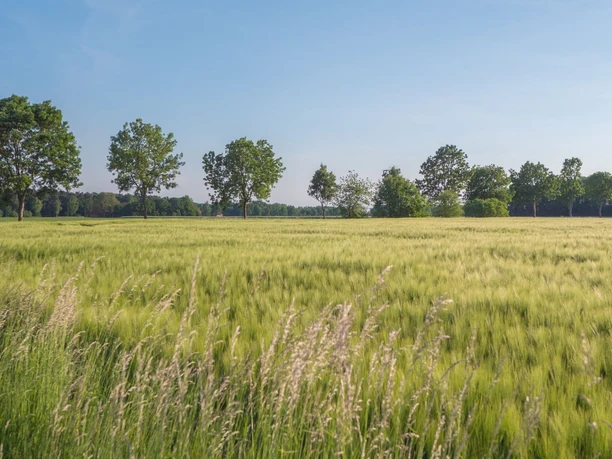 Weite Wiesenlandschaft mit sanft wiegenden Gräsern und vereinzelten Bäumen unter klarem Himmel.