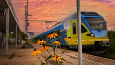 Bahnhof Horn in Abendstimmung mit gelben Blumen im Vordergrund und einem vorbeifahrenden Zug.