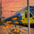 Bahnhof Horn in Abendstimmung mit gelben Blumen im Vordergrund und einem vorbeifahrenden Zug.
