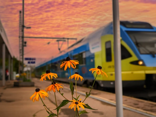 Bahnhof Horn in Abendstimmung mit gelben Blumen im Vordergrund und einem vorbeifahrenden Zug.