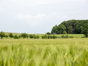 Landschaft im Osnabrücker Land Weite Wiesenlandschaft mit kleinen Baumreihen und einem Wald im Hintergrund.