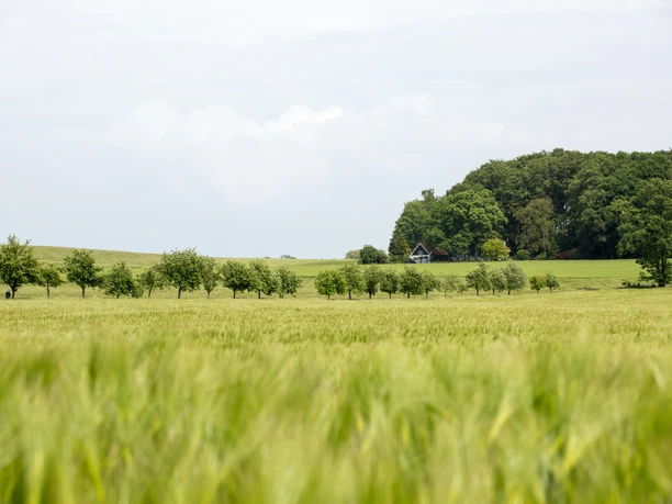 Landschaft im Osnabrücker Land Weite Wiesenlandschaft mit kleinen Baumreihen und einem Wald im Hintergrund.