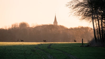 Artländer Dom von Ankum Rehe auf einer Wiese vor einem nebligen Hintergrund mit Kirchturm in der Ferne.