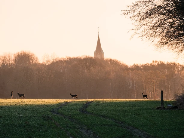 Artländer Dom von Ankum Rehe auf einer Wiese vor einem nebligen Hintergrund mit Kirchturm in der Ferne.