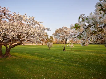 Kirschblüten in Köln