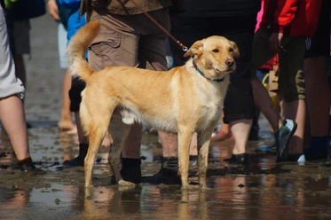 Wattwandern mit Hund