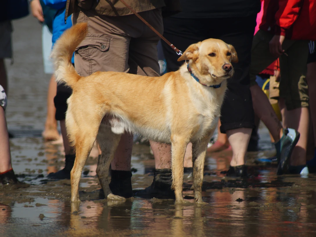 Wattwandern mit Hund