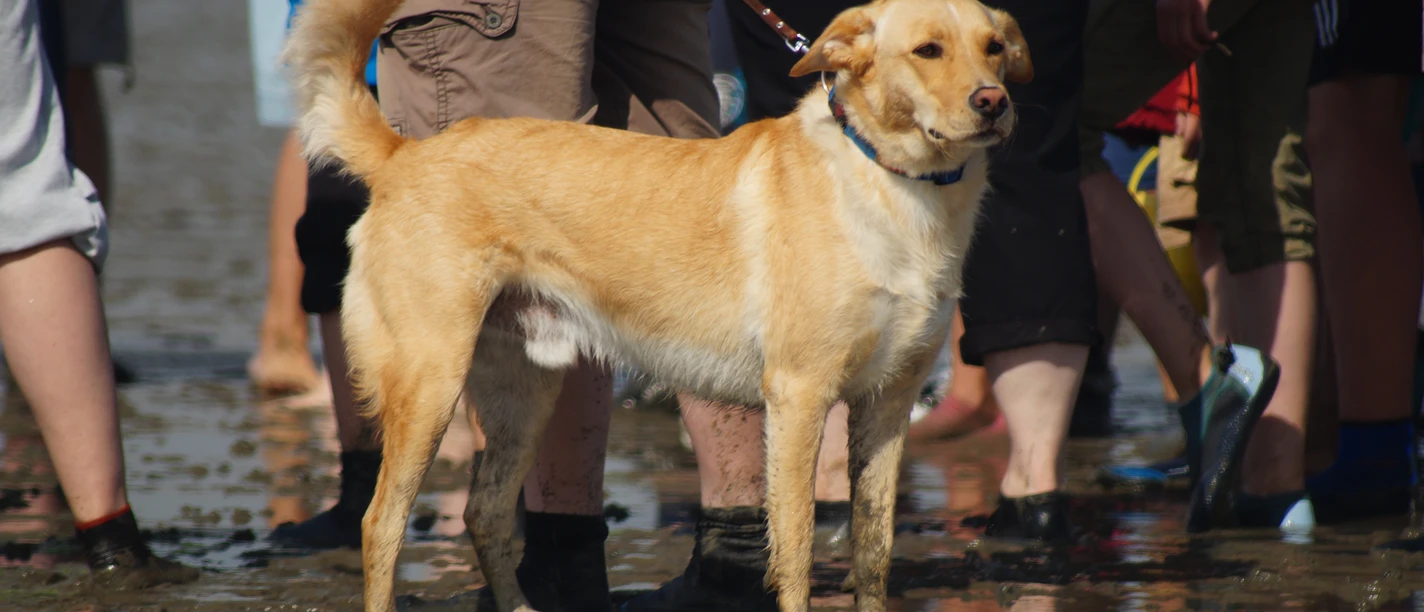 Wattwandern mit Hund