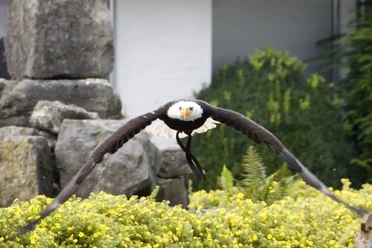 Ein majestätischer Weißkopfseeadler fliegt mit ausgebreiteten Flügeln über blühende Pflanzen hinweg.