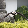 Adlerwarte Berlebeck Ein majestätischer Weißkopfseeadler fliegt mit ausgebreiteten Flügeln über blühende Pflanzen hinweg.
