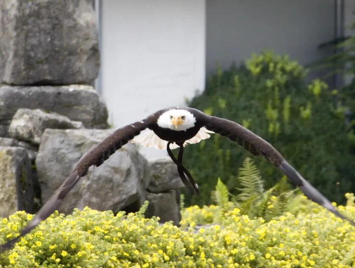 Adlerwarte Berlebeck Ein majestätischer Weißkopfseeadler fliegt mit ausgebreiteten Flügeln über blühende Pflanzen hinweg.