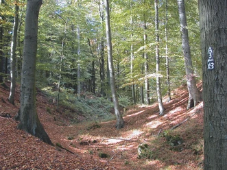 Stadtwüstung Blankenrode