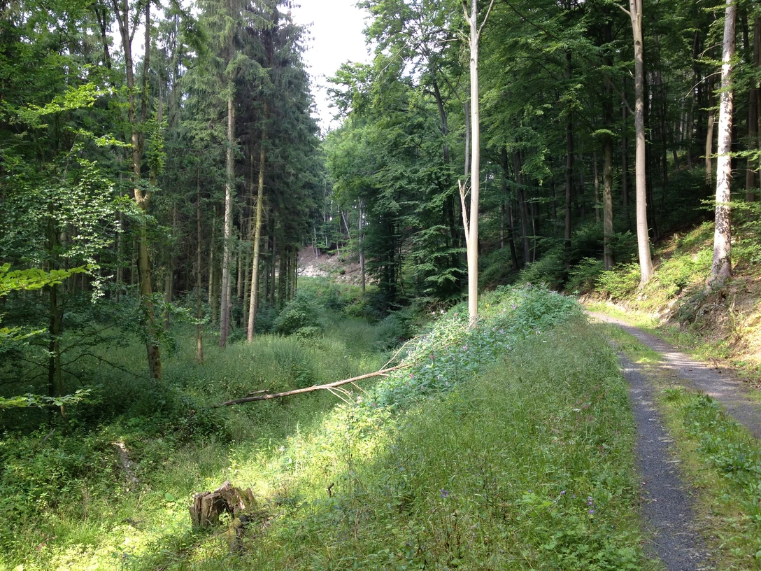 Waldgebiet bei Niederntudorf mit dichtem Laub- und Nadelwald, Wanderweg und üppiger Vegetation.
