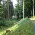 Waldgebiet bei Niederntudorf Waldgebiet bei Niederntudorf mit dichtem Laub- und Nadelwald, Wanderweg und üppiger Vegetation.
