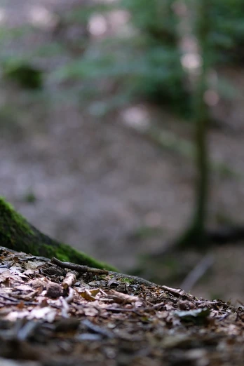 Leistruper Wald Moosbedeckter Baumstamm im Laubwald. Unscharfer Hintergrund mit weiteren Bäumen und Blättern.
