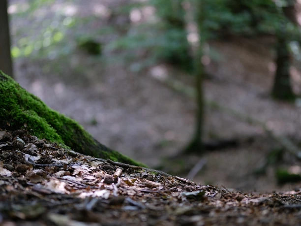Leistruper Wald Moosbedeckter Baumstamm im Laubwald. Unscharfer Hintergrund mit weiteren Bäumen und Blättern.