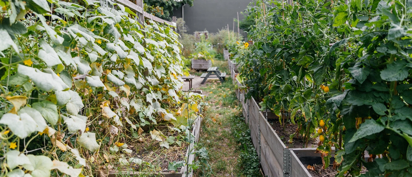 Annalinde Landwirtschaft - Urbane Kultur in Leipzig Blick durch die Pflanzenreihen im Annalinde Garten; Holzkübel-Beete, farbige Wimpel, Wiese