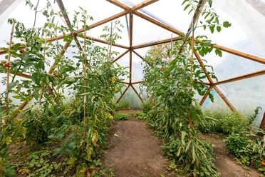 Annalinde mit Gewächshaus - Urbane Kultur in Leipzig Foto aus dem Garten-Gewächshaus im Annalinde und auf das dort angepflanzte Grün, Gewächshaus, Urban, Landwirtschaft, Freizeit